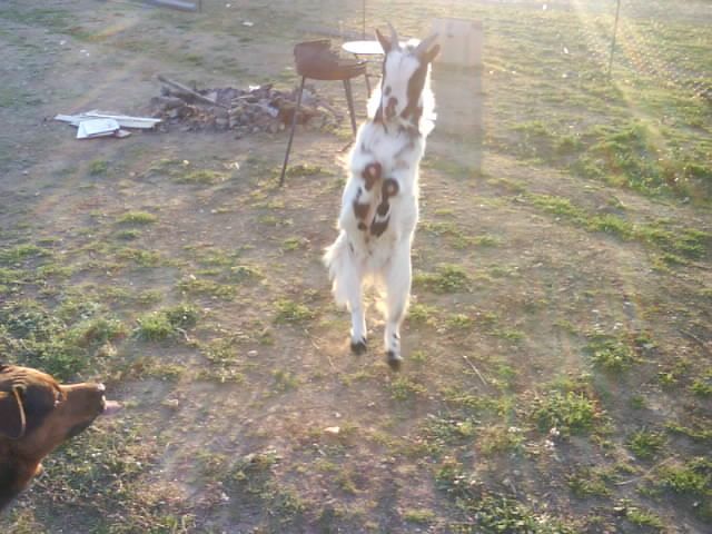 La Petite Ferme Du Bonheur Una Piccola Oasi Di Integrazione A Doues